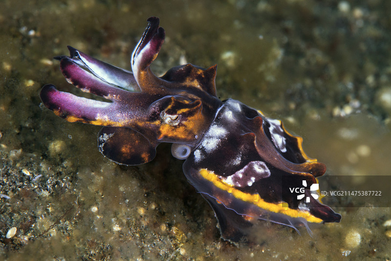 火焰乌贼图片素材