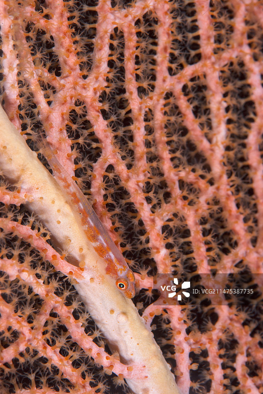 海扇上的珊瑚鰕虎鱼图片素材