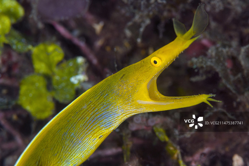 丝带鳗图片素材