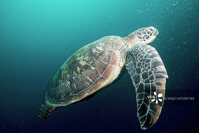 绿海龟图片素材