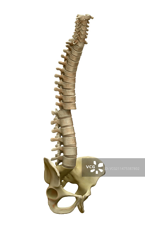 断裂的脊柱插图图片素材