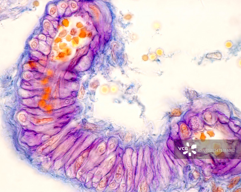 小动脉平滑肌细胞显微照片图片素材