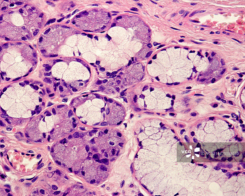 混合管泡腺，光学显微照片图片素材