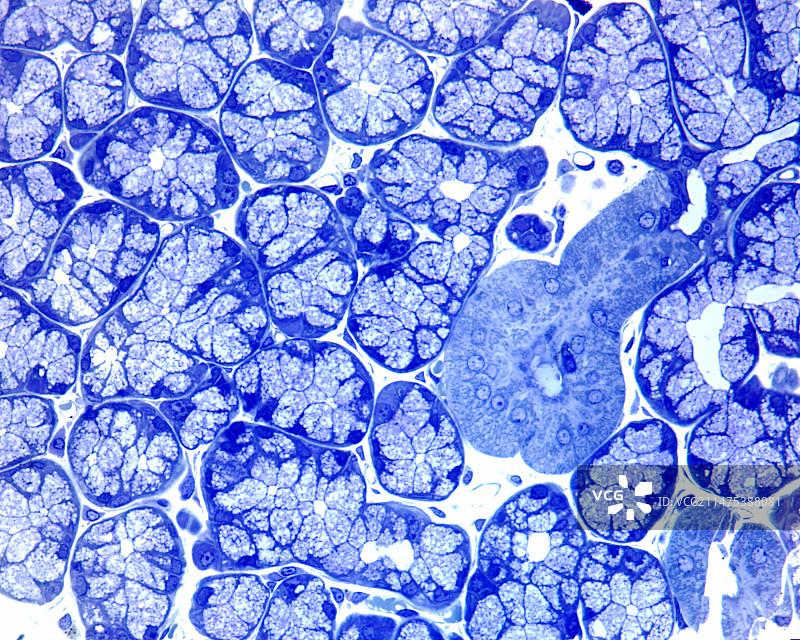 舌下腺光学显微照片图片素材