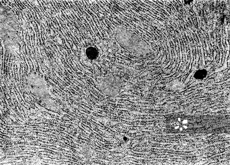 粗糙的内质网，TEM图片素材