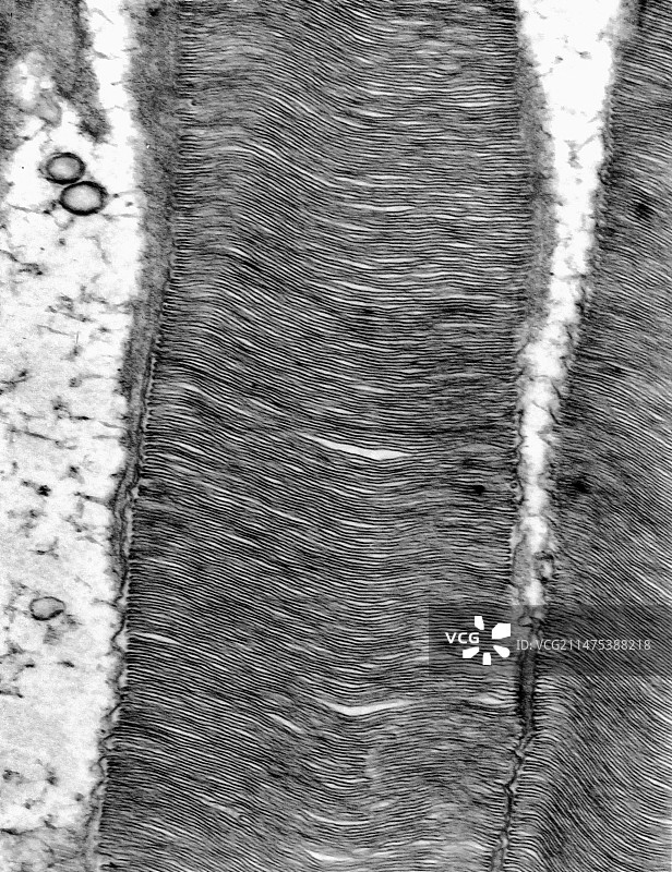 视网膜杆状细胞图片素材