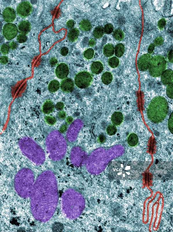分泌细胞桥粒，TEM图片素材