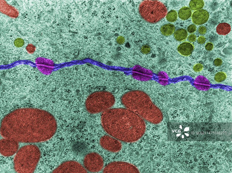 桥粒（透射电子显微镜）图片素材