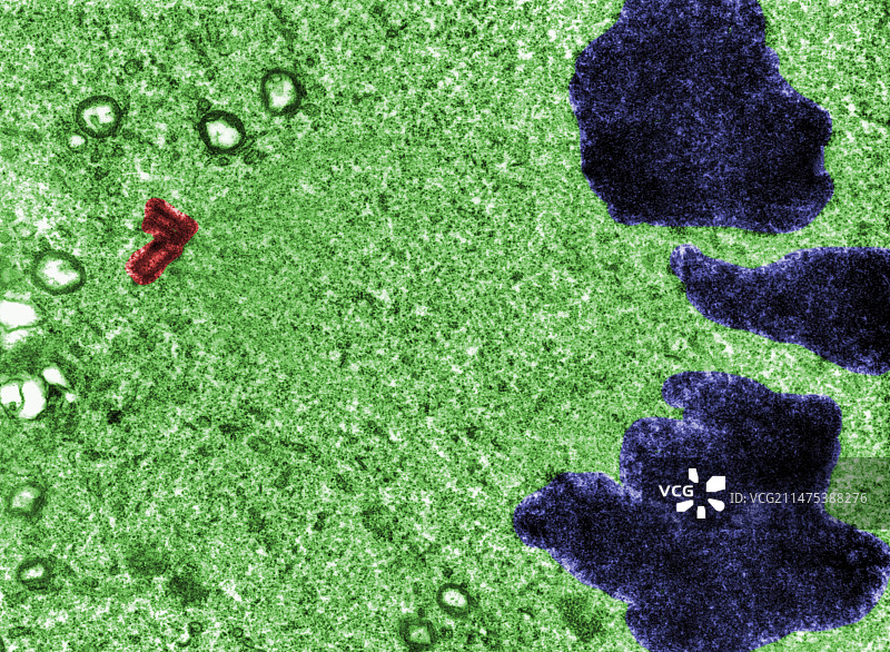 有丝分裂，透射电子显微镜图片素材