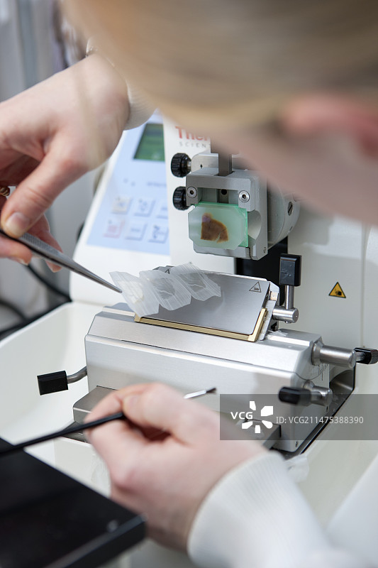 大脑标本切片制备图片素材