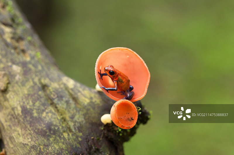 草莓箭毒蛙图片素材