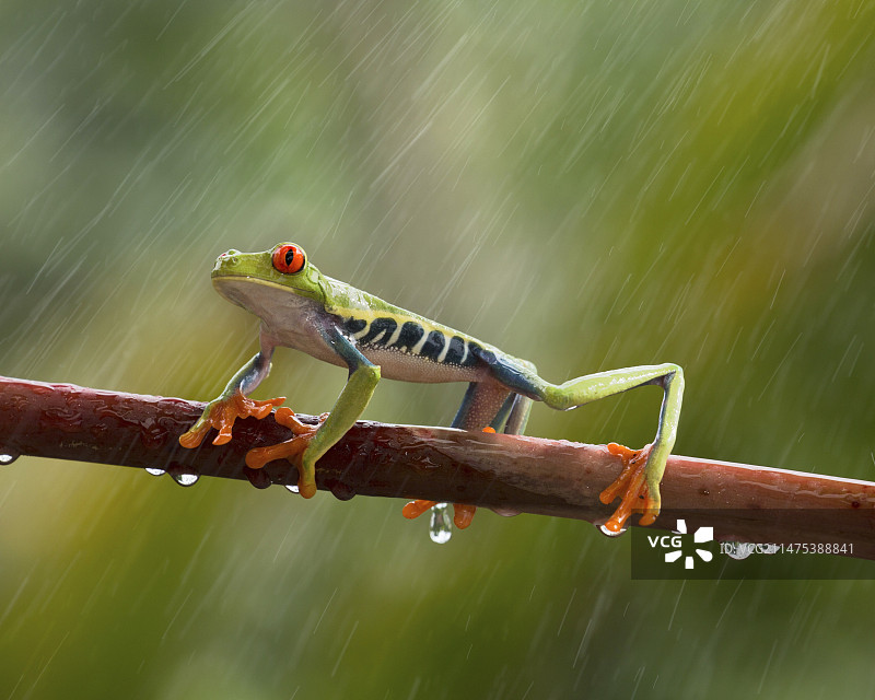 红眼树蛙图片素材