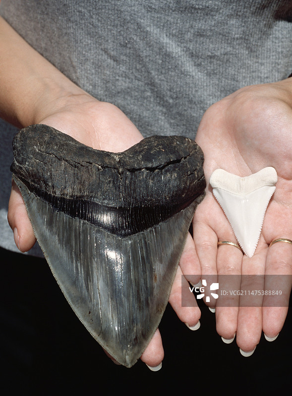 巨齿鲨和大白鲨的牙齿图片素材