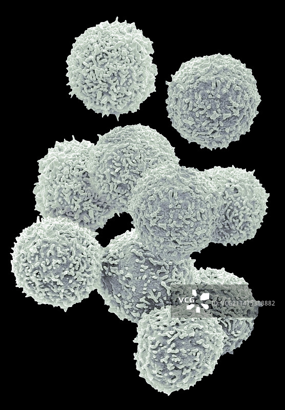 淋巴细胞扫描电镜图图片素材