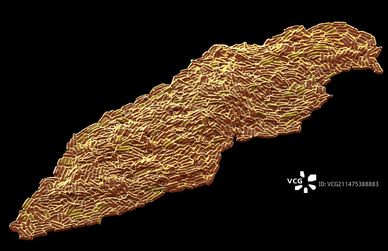 枯草芽孢杆菌扫描电镜图图片素材