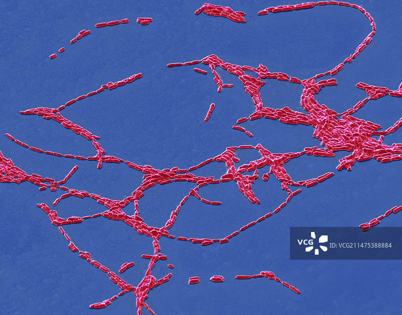 蜡样芽孢杆菌扫描电镜图图片素材