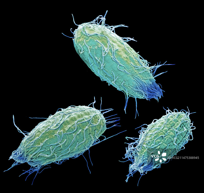 栉发 Colpidium 纤毛原生动物扫描电镜图图片素材