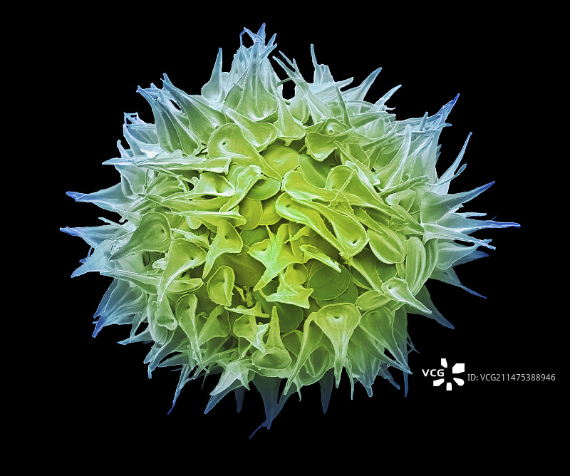 太阳虫囊泡电镜图图片素材