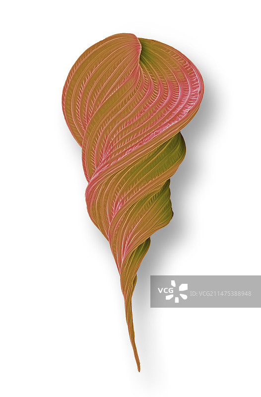 尾状纺锤虫扫描电镜图图片素材