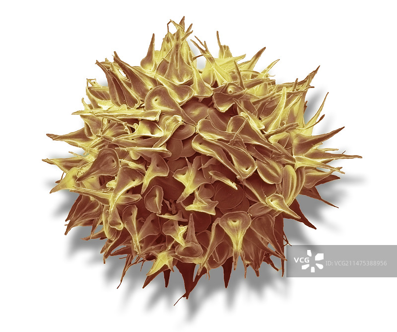 太阳虫囊泡电镜图图片素材