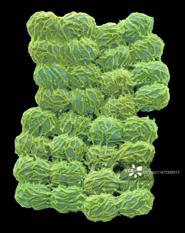 聚球藻，扫描电子显微镜图像图片素材