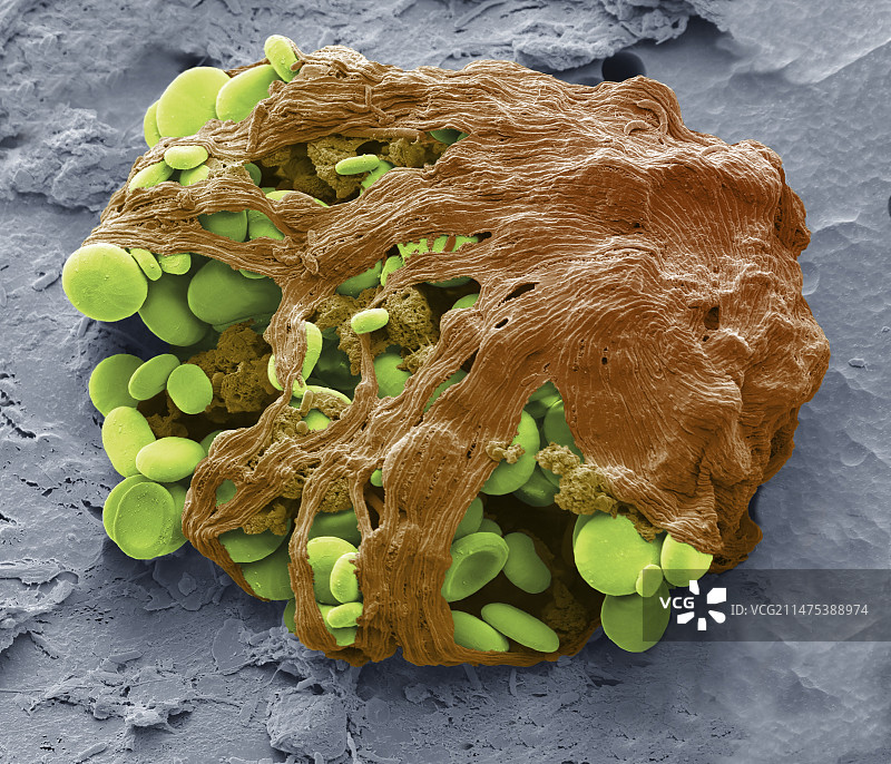 眼虫叶绿体，SEM图片素材