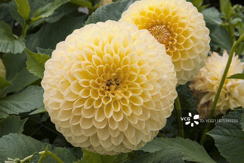 大丽亚'罗森代尔罗克西'图片素材