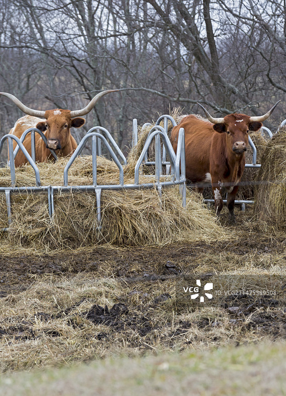 德克萨斯长角牛在干草喂食器旁图片素材
