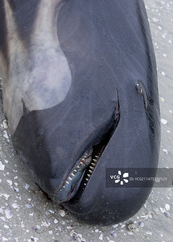搁浅的长肢领航鲸图片素材