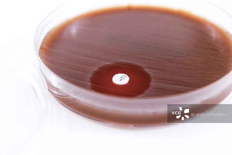 无乳链球菌培养及抗生素图片素材