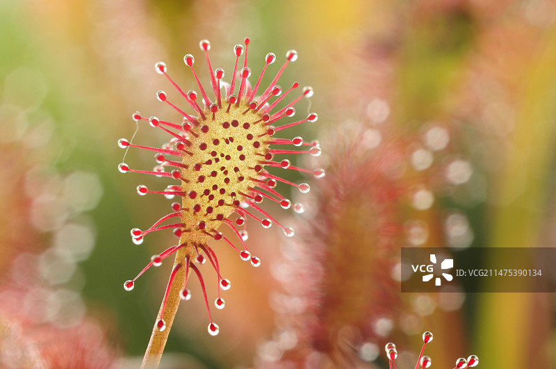 长叶茅膏菜图片素材