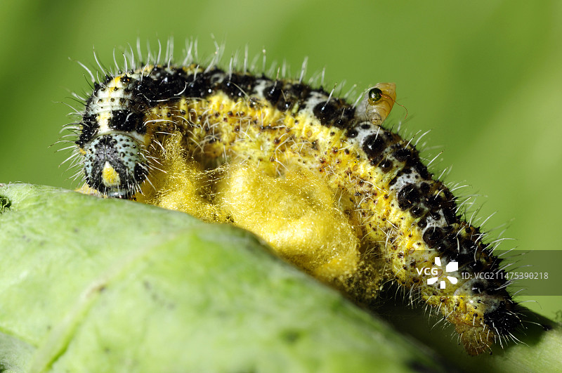 菜粉蝶毛虫图片素材