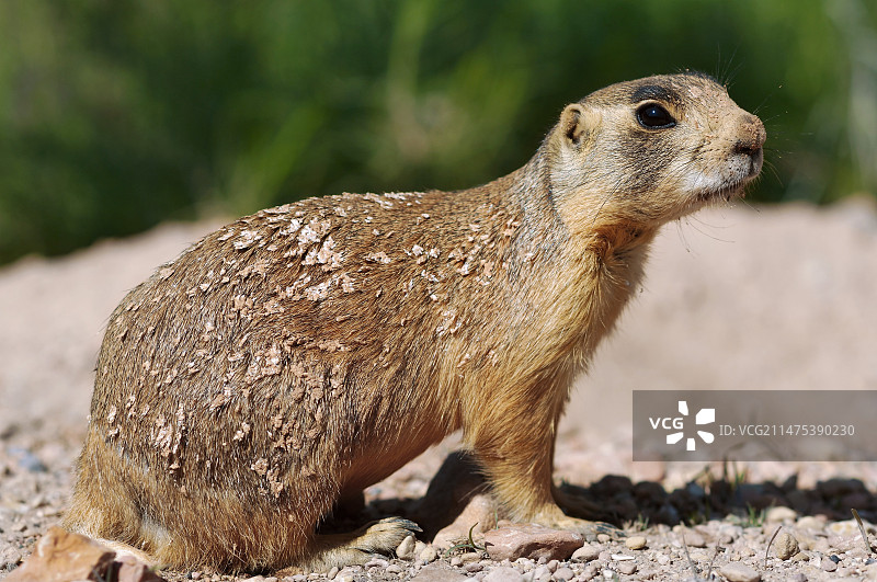 犹他州草原犬鼠图片素材