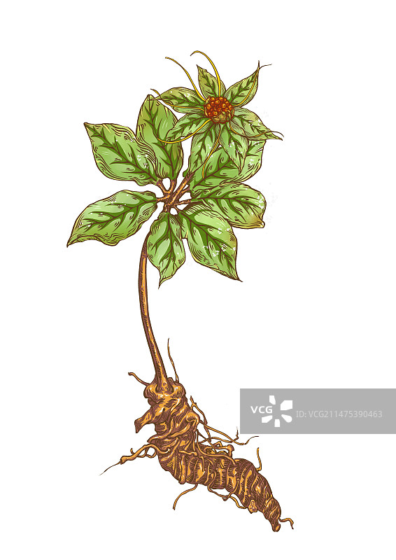手绘本草纲目中草药植物插画重楼图片素材