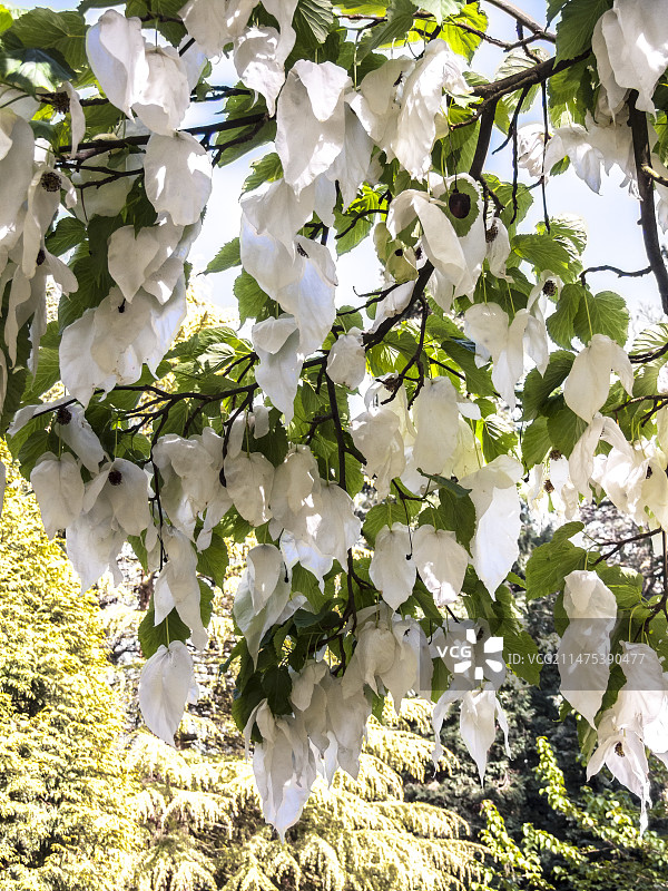 珙桐的苞片花图片素材