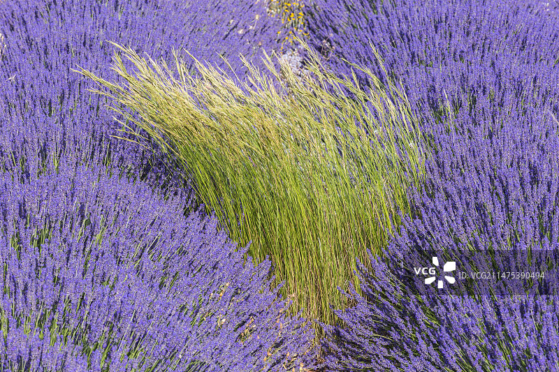 薰衣草田中的雀麦草图片素材