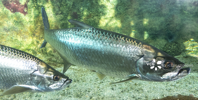 大西洋海鲢图片素材