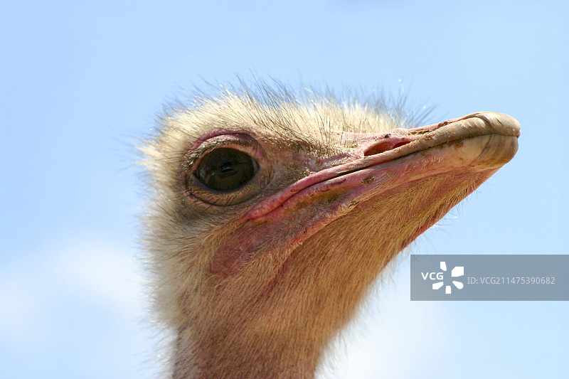 鸵鸟头部特写图片素材