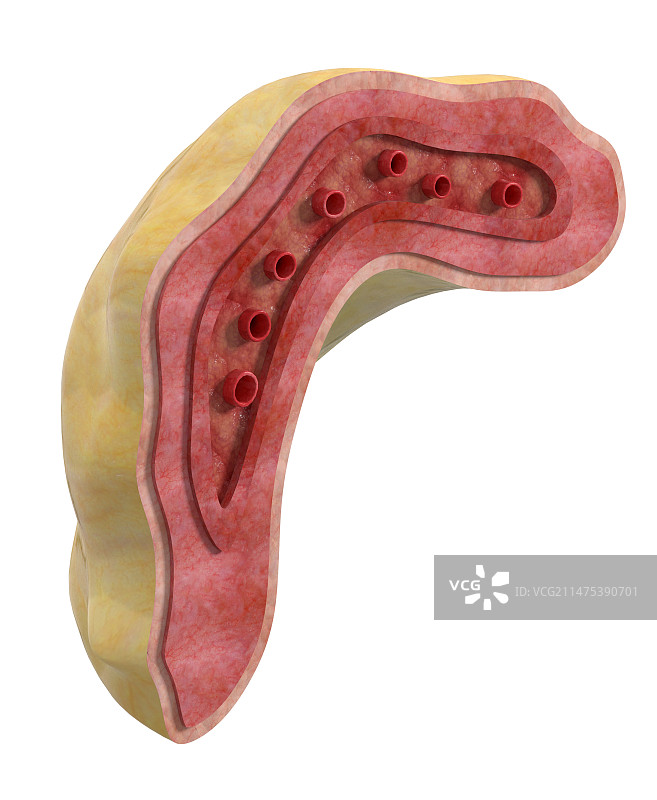 肾上腺插图图片素材