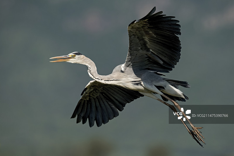 飞行中的苍鹭图片素材