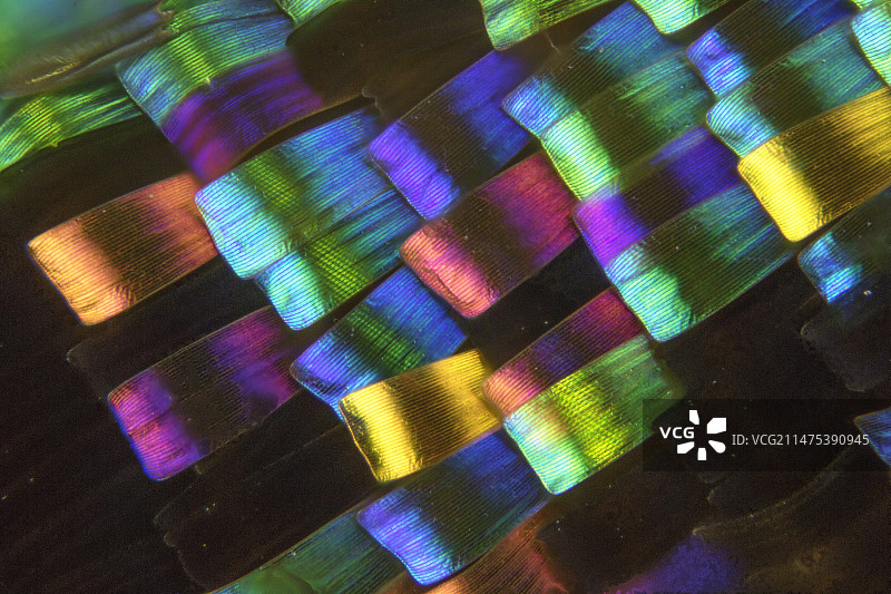 马达加斯加日落蛾翅膀鳞片光学显微照片图片素材