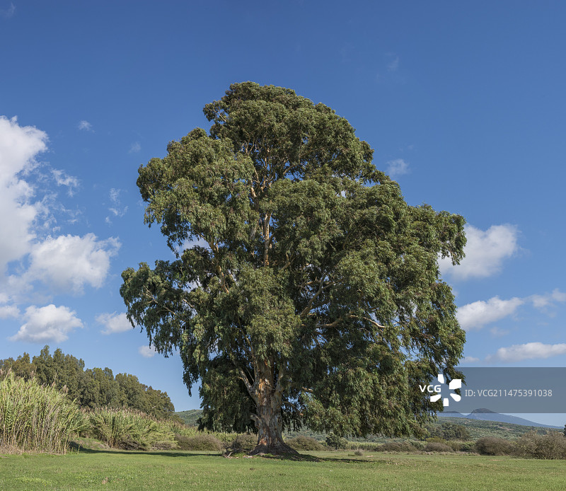 希腊桉树图片素材