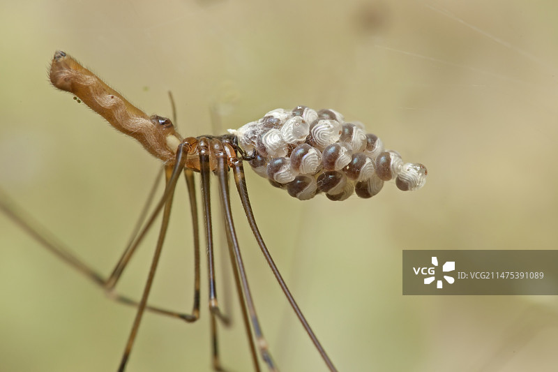 有卵的幽灵蛛图片素材