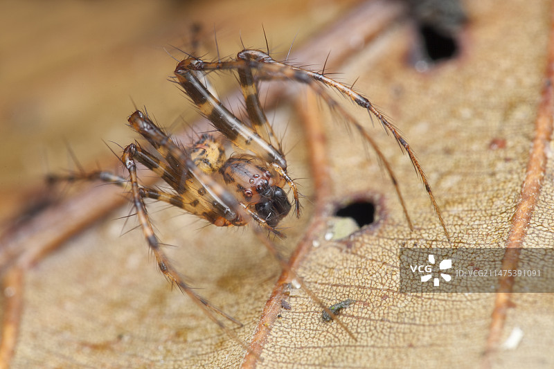 树叶上的海盗蜘蛛图片素材