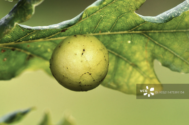 樱桃瘿图片素材