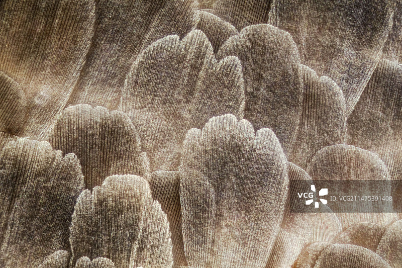 衣鱼鳞片图片素材