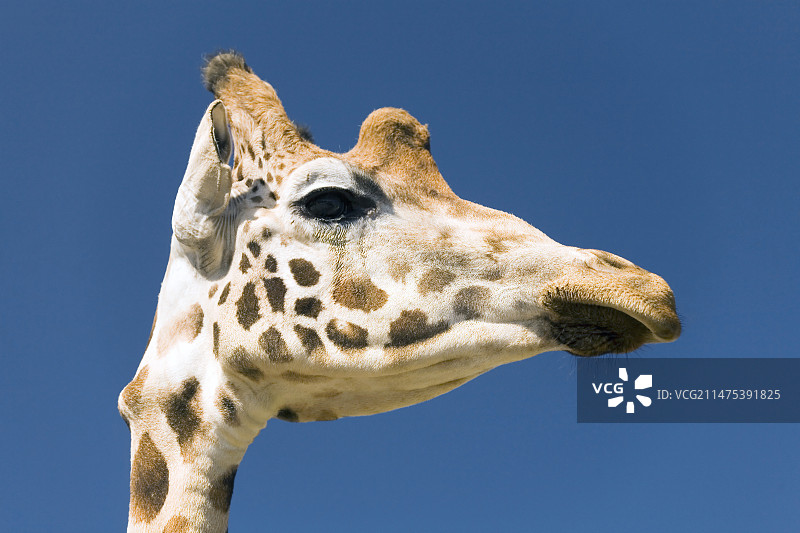 长颈鹿的头部图片素材
