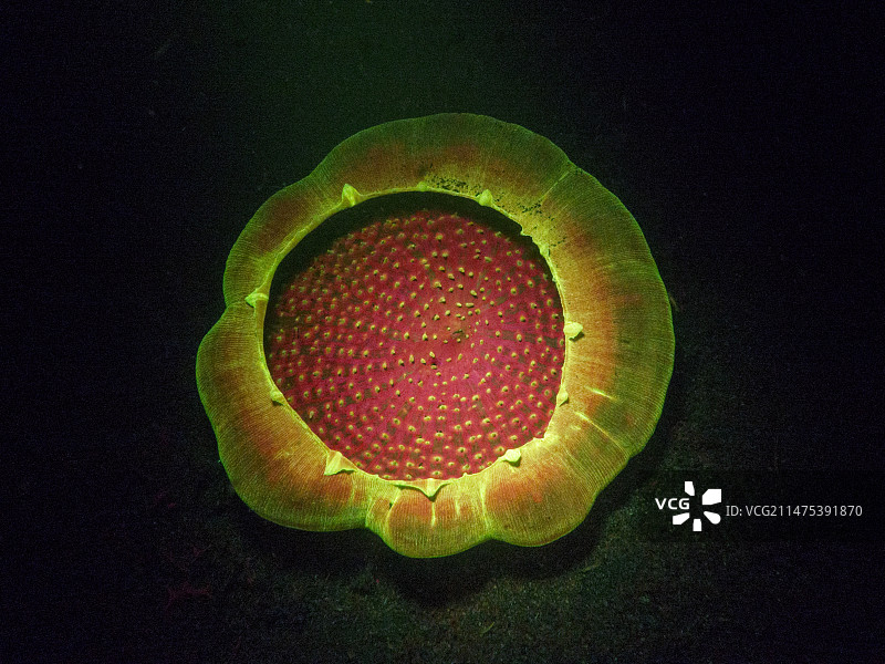 夜间发出荧光的伞形珊瑚图片素材