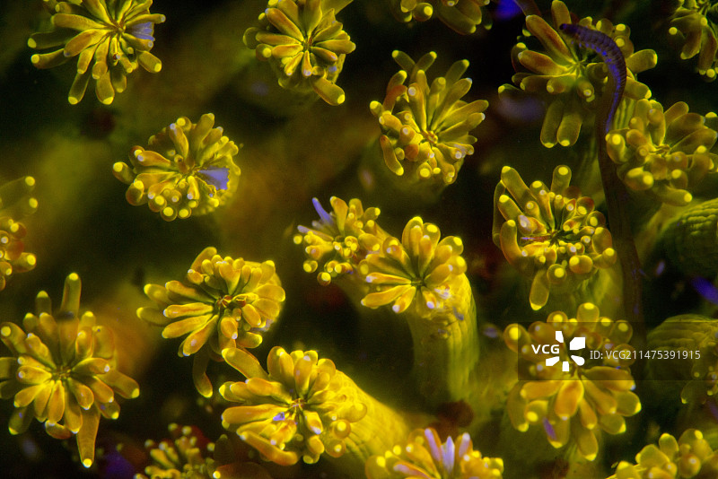 夜间荧光硬珊瑚图片素材