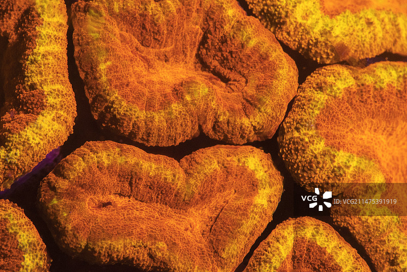 夜间荧光的 Lobophyllia 硬珊瑚图片素材